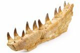 Mosasaur (Prognathodon) Jaw with Ten Teeth - Morocco #259678-7